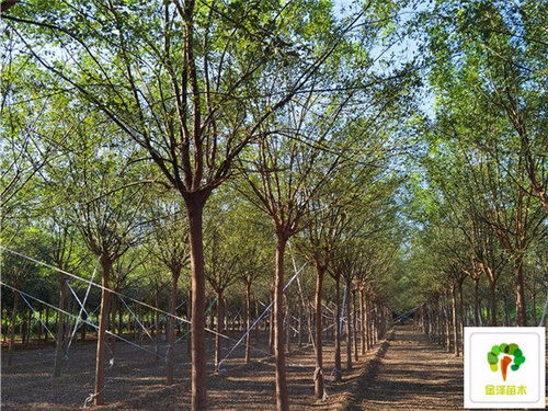 国槐树苗的价格，你了解多少呃？