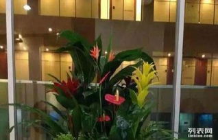 1. 耐寒宿花卉，冬天里的那一抹绿