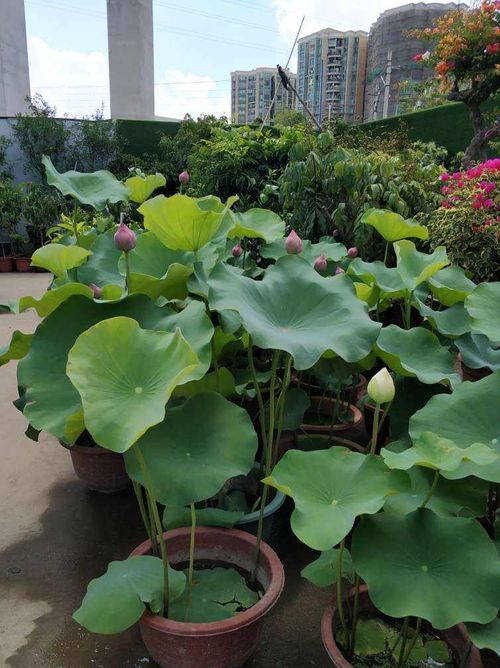 彩叶草盆栽：大盆小盆选哪个？爆款花卉选购指南