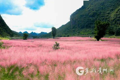 粉黛花，又名粉黛乱子草