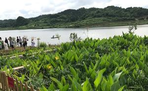 杨树：耐湿快速生长， 美化环境