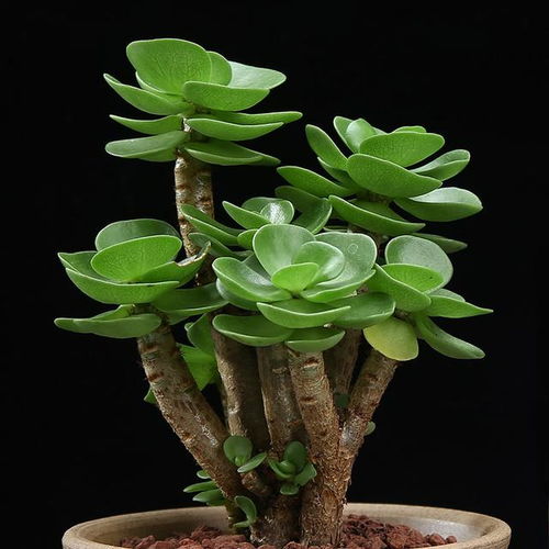 星兜多肉植物养护全攻略：轻松掌握浇水技巧，打造完美绿植家园！
