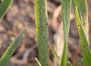 特殊枯萎诱因， 如何应对