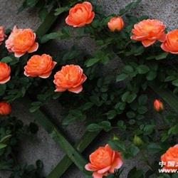 月季花有哪些品种？