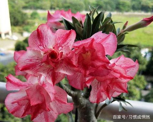 沙漠玫瑰叶子为何突然掉落？