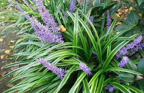 沿阶草的价格，你真的了解吗？