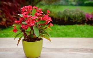 花卉培养土配制养花步骤