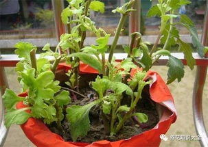 菊花的选择理由：