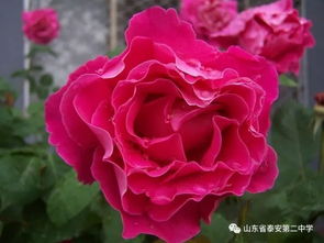 蔷薇，一种常绿灌木