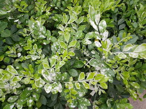 九里香叶子出油的原因探究