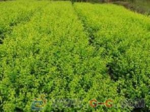 大叶黄杨修剪报价揭秘