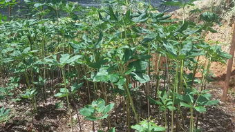 重楼种苗1苗爆款，花卉种苗价格优