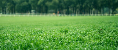 剪股颖草坪的优势