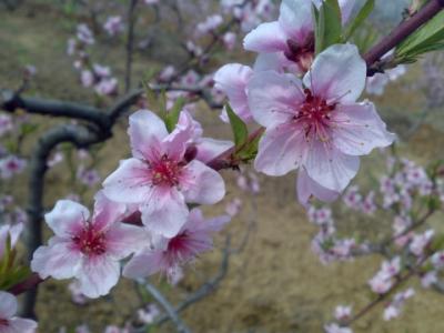 海棠花谢了怎么办？阳台党快来学学复花秘籍！
