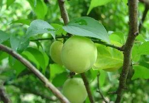 青梅花是啥颜色的？