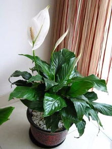 创新和技艺， 是关键