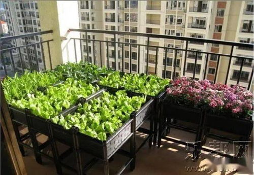 装修阳台，打造田园风光