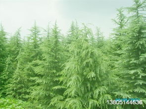 南京汤泉80后苗圃， 等你来