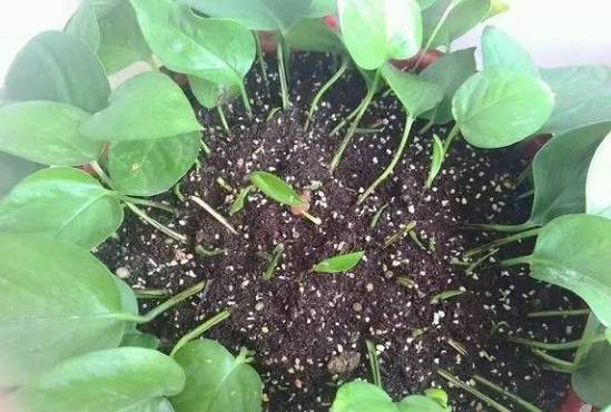 水分，花草的小滋润