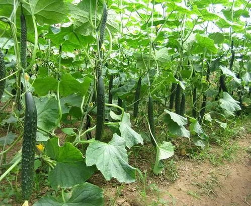 夏天种菜，什么时间播种黄瓜、西红柿、豆角最合适