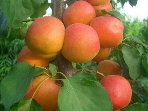 杏树带木质芽接，芽芽儿何时冒尖？避开误区，提前15天迎新芽！