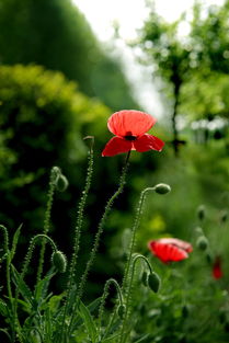 混色虞美人：冷风里也嫩绽放的美丽