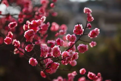 场景3：50亩荒山复绿