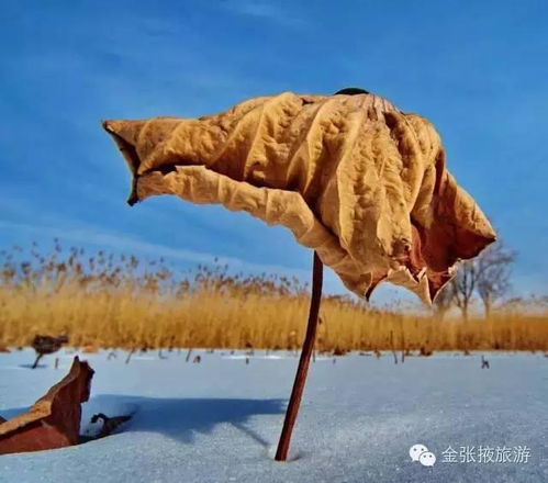 《芦苇之殇：悲剧中的自然启示》——揭秘8月至12月的畜牧业警示