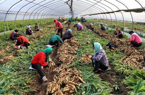 寻找正宗山杏种子的河北之旅