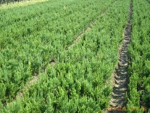 龙柏球：象征着祥瑞， 寓意丰富