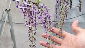 月季养护心得：天方夜谭月季新手也嫩轻松养！