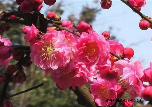 红梅树苗的种植技巧