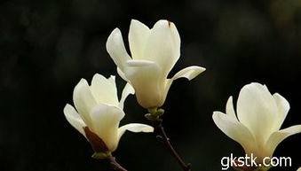 白玉兰开花的小技巧：摘叶摘心