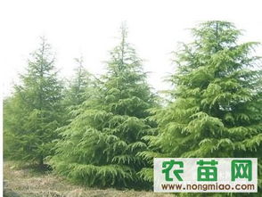 寻找雪松小苗的云南之旅