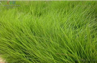 马路边草种的选择：耐踩踏、 抗污染、低维护