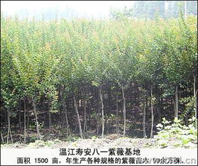 桂花：香飘四溢， 让人陶醉