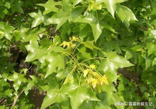 手指弹茎杆听声辨健康