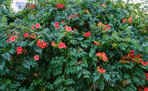 种凌霄花在院子里吉利吗？这些地方种反而能招财哦