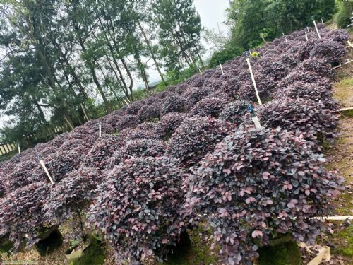 红花继木与红枫的苗木信息