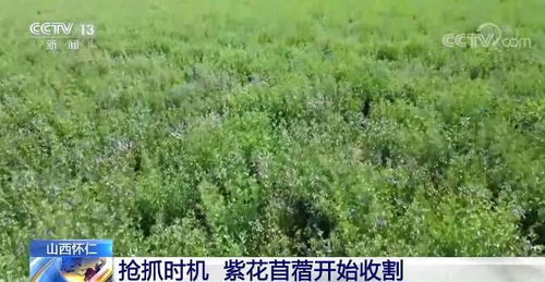 开花的柴胡，收割时机要把握住