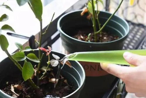 浇水禁忌，像给蟹爪兰的“禁食令”