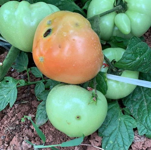 小番茄长虫了该怎么办呢？