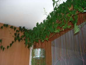 锦屏藤的家在哪里