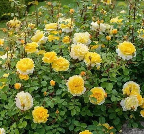 种植深度要适中