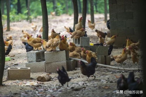 如何通过优化饲养环境有效降低家禽内毒素危害