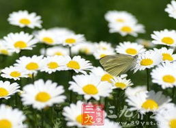 美人菊是多年生植物吗？种植与养护过程中需要注意哪些要点