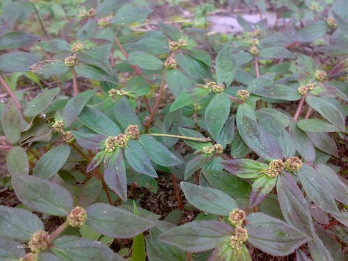 植物命名探秘：苋字尾植物有何特殊