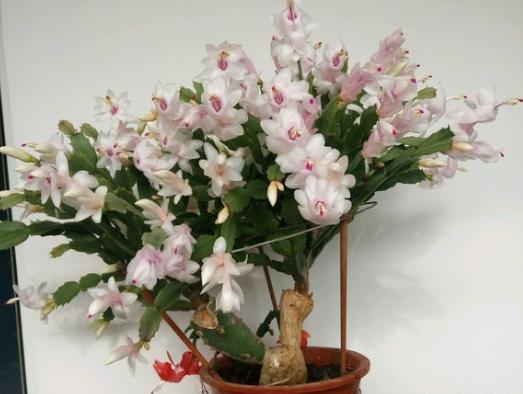 彼岸花在什么季节进入休眠期？