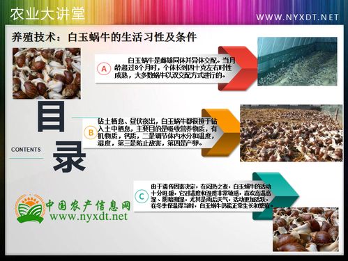 白玉蜗牛饲养日常管理，关注蜗牛生活习性及环境维护