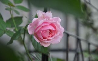 小藤本月季， 多头勤花，香味浓郁